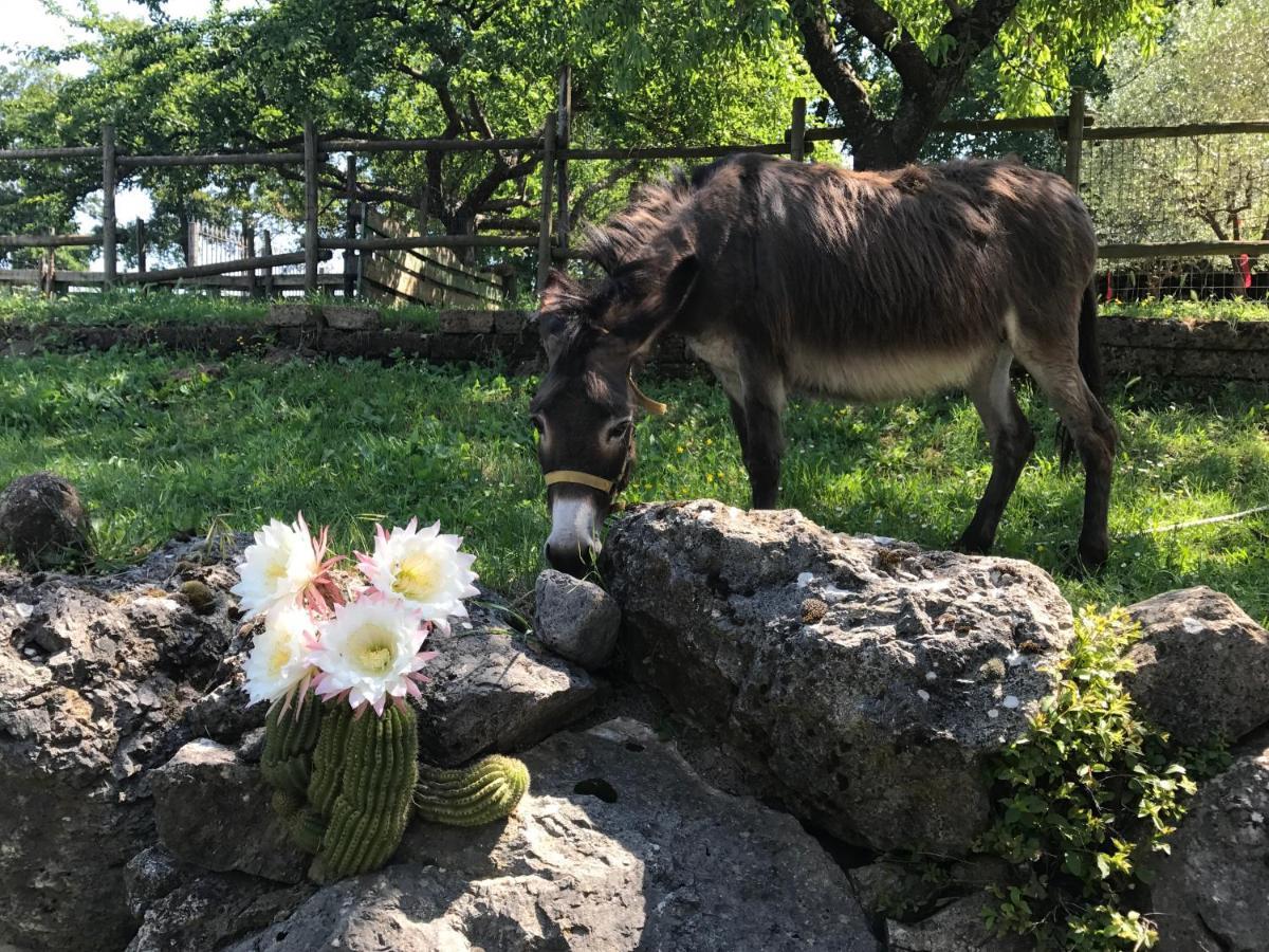 Agriturismo A Casa Di Susanna Santo Stefano del Sole Exteriér fotografie